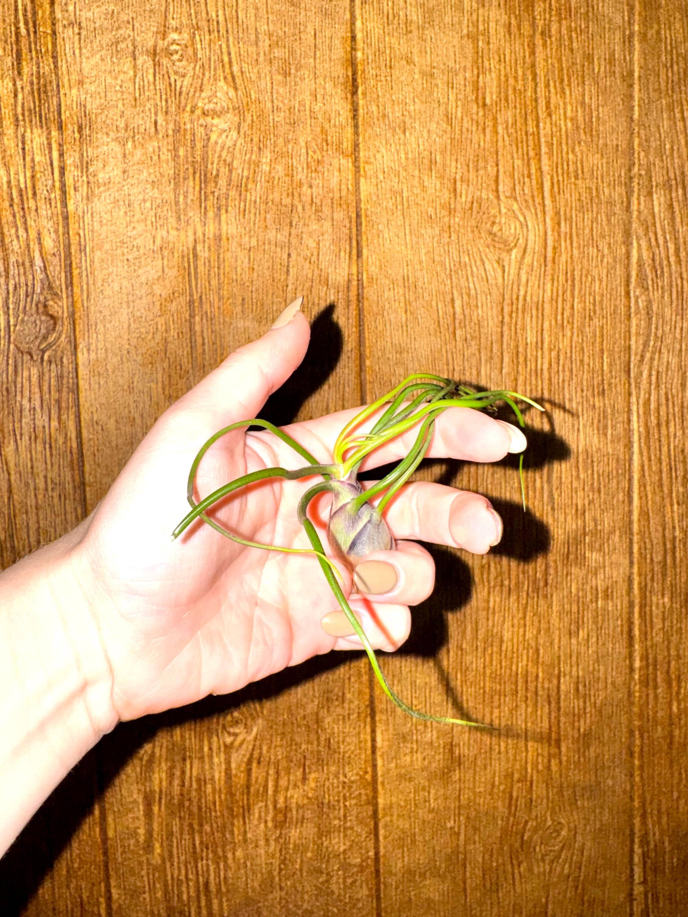 Assorted air plants
