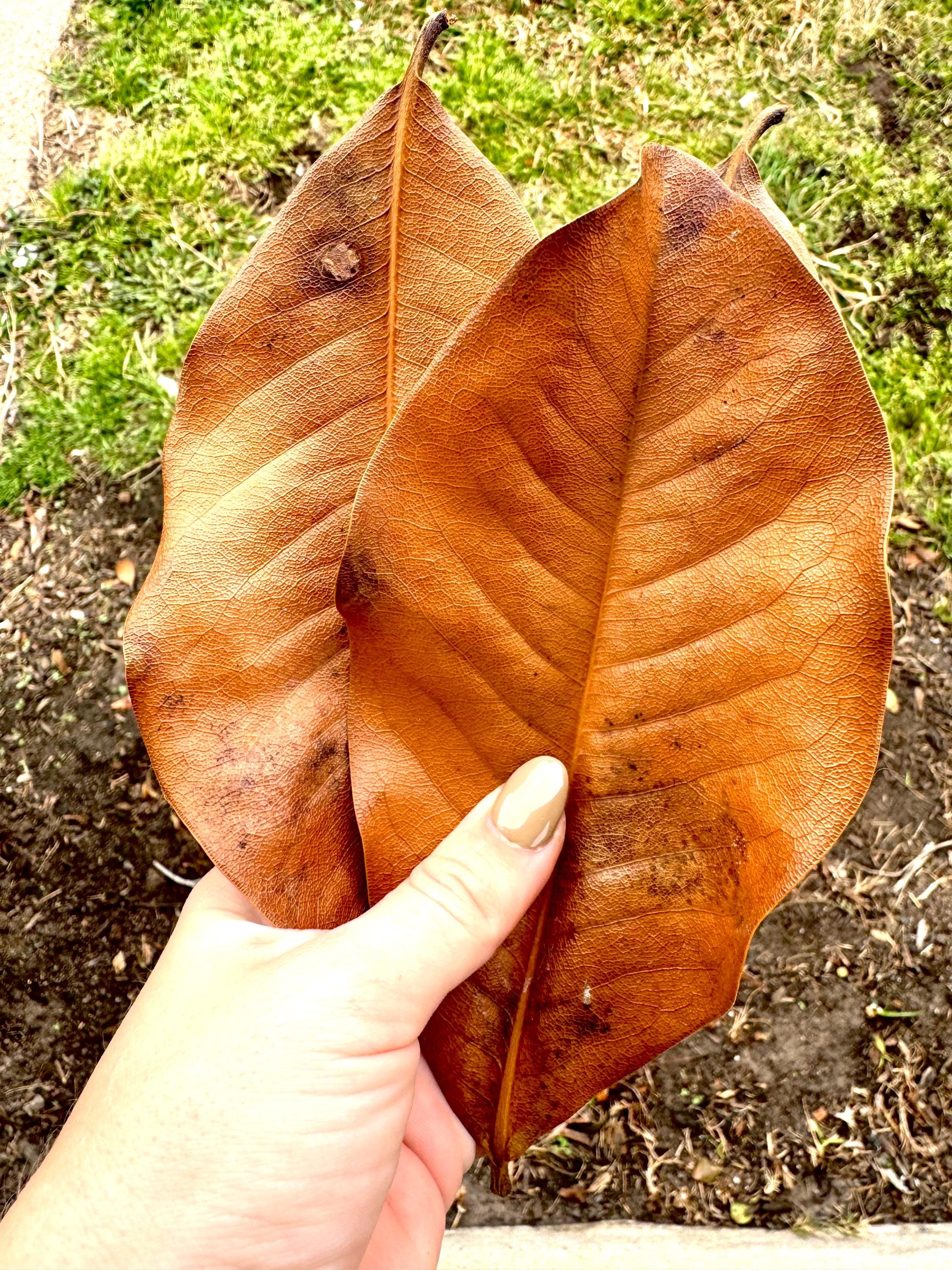 Magnolia Leaf Litter (Gallon Bag)