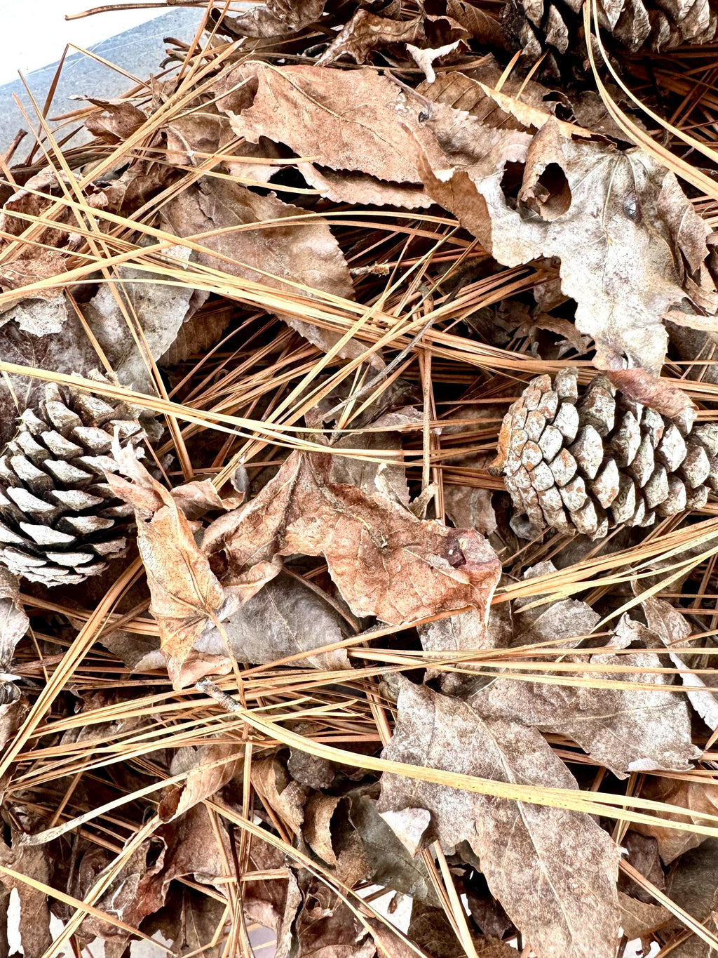 Texas Leaf Litter Mix: Terrarium & Reptile Bedding