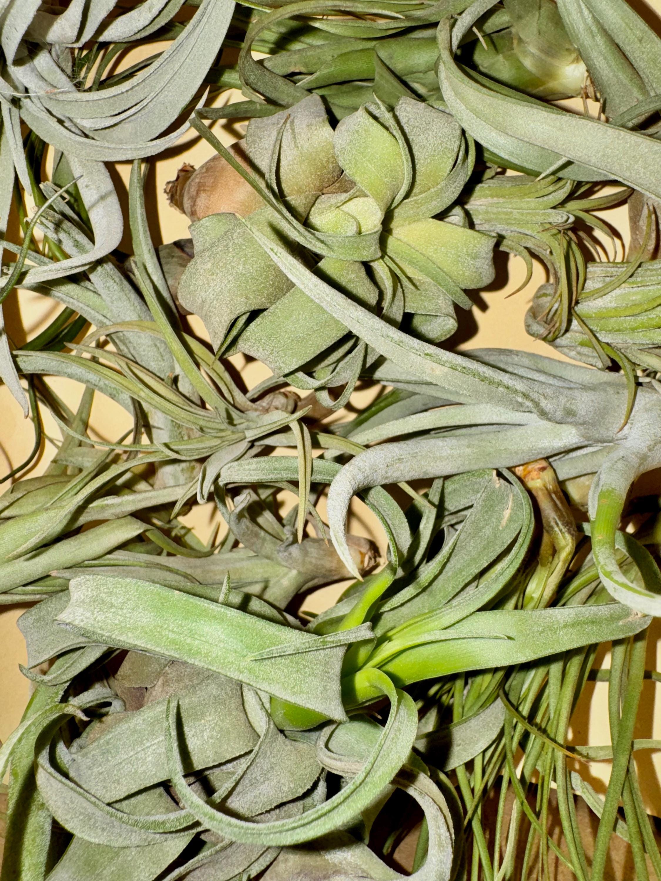 Assorted air plants