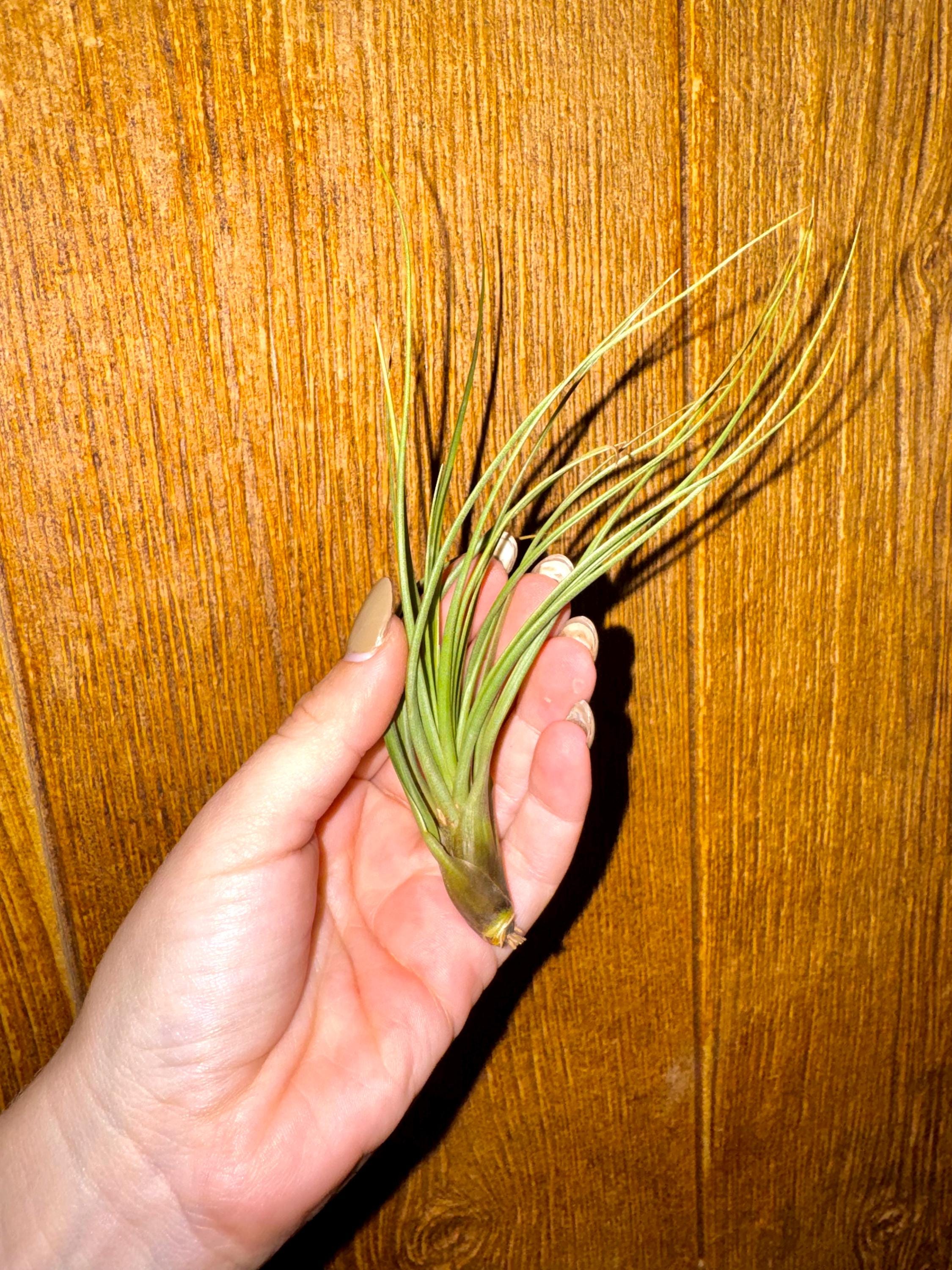 Assorted air plants