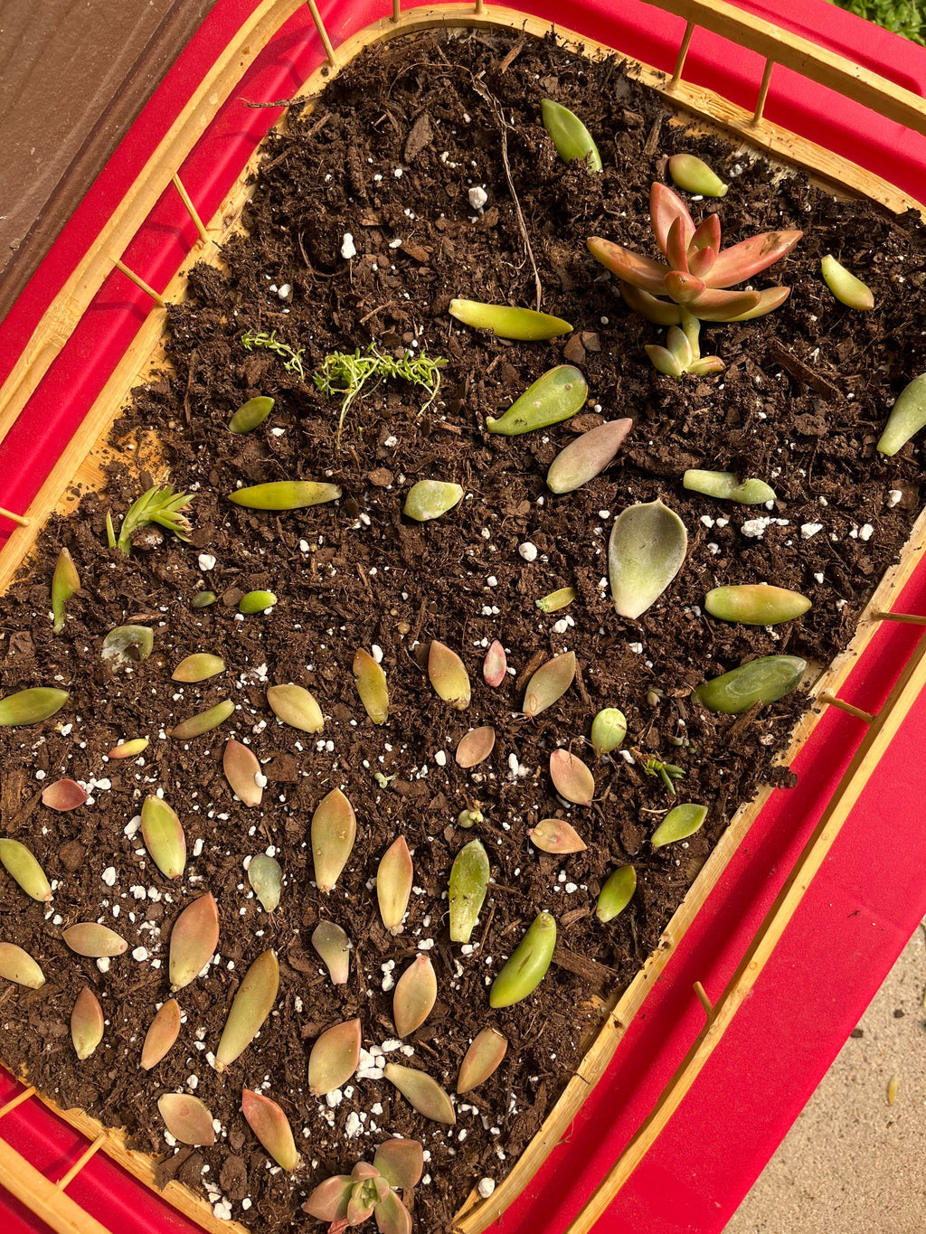 Assorted Succulent Leaf Starter Cuttings
