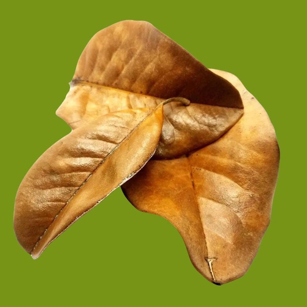 Magnolia Leaf Litter (Gallon Bag)