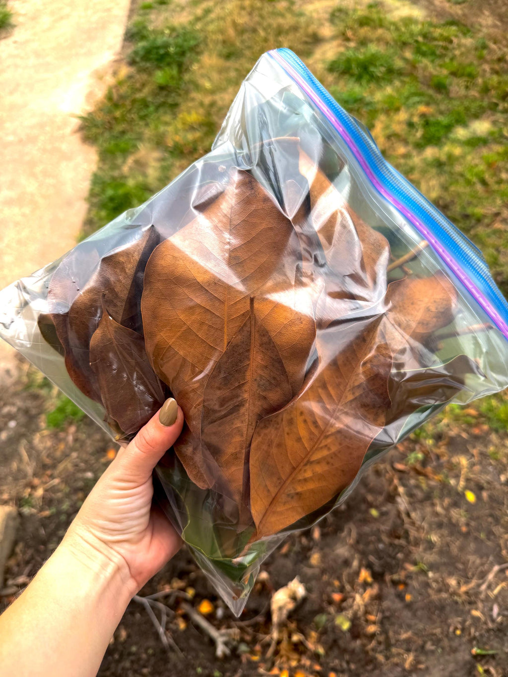 Magnolia Leaf Litter (Gallon Bag)