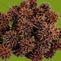 Sweetgum Ball Pods (20 Pack)