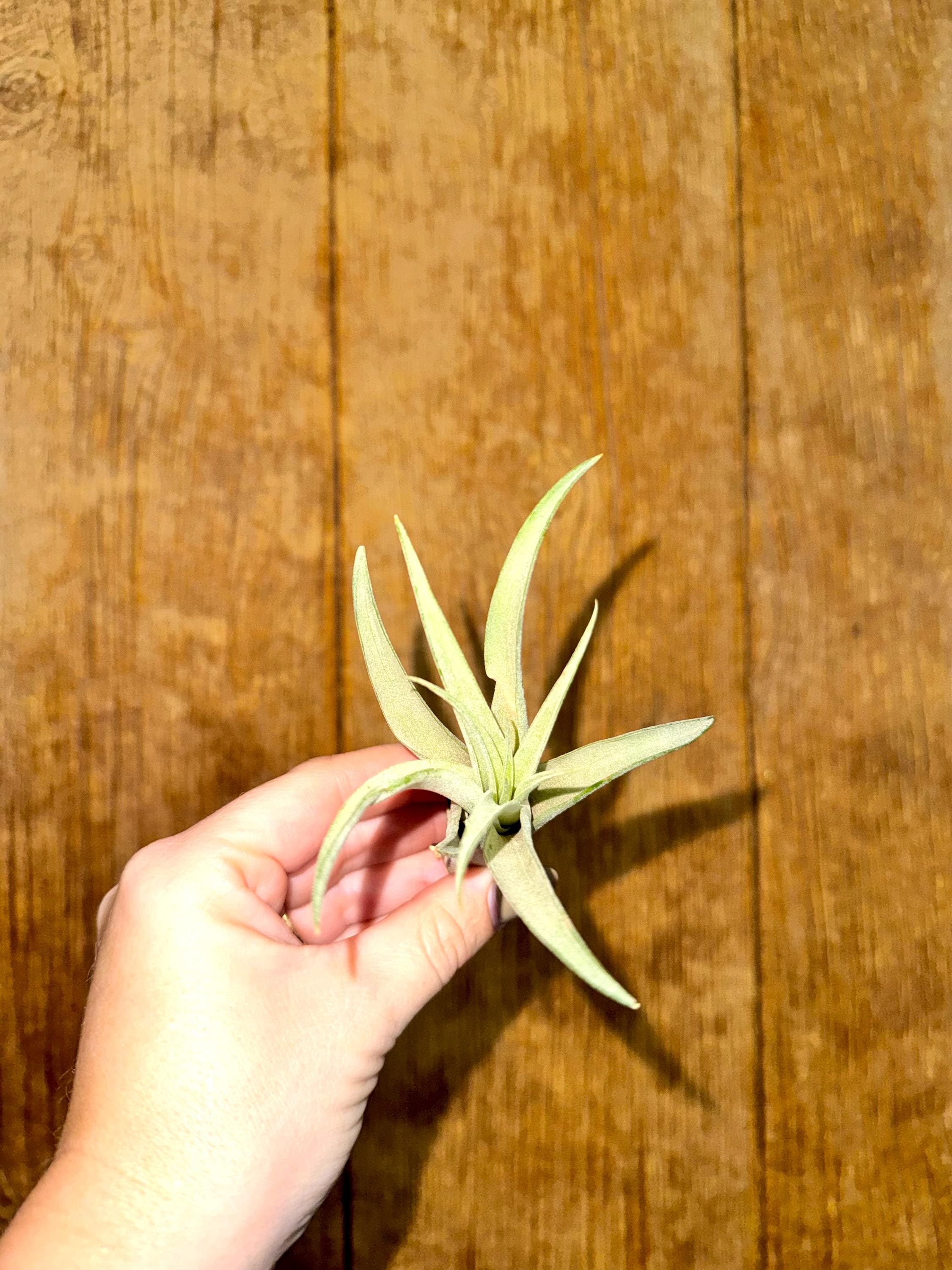 Assorted air plants
