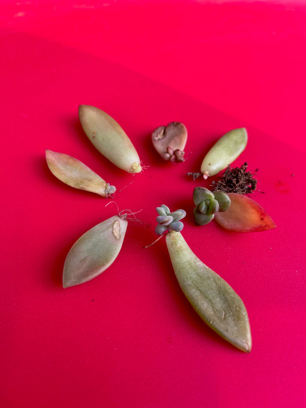Assorted Succulent Leaf Starter Cuttings