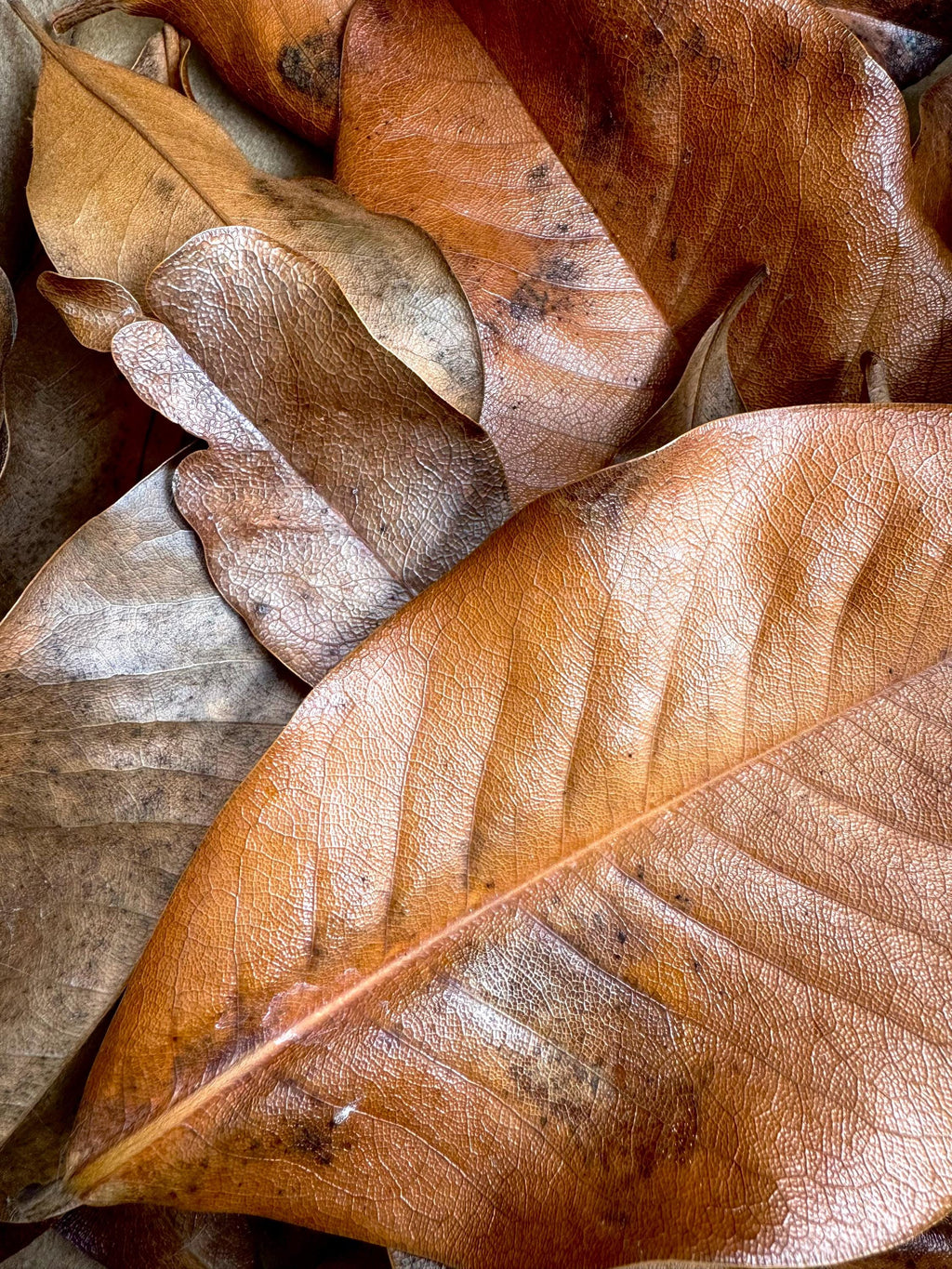 Magnolia Leaf Litter (Gallon Bag)