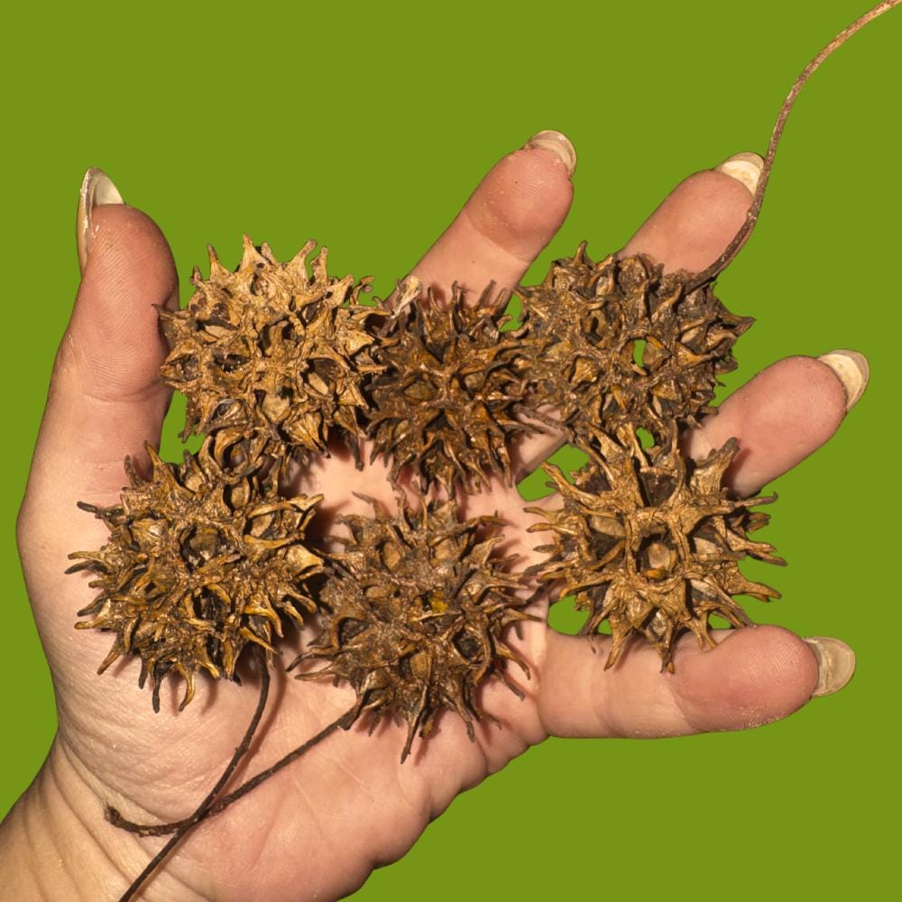Sweetgum Ball Pods (20 Pack)