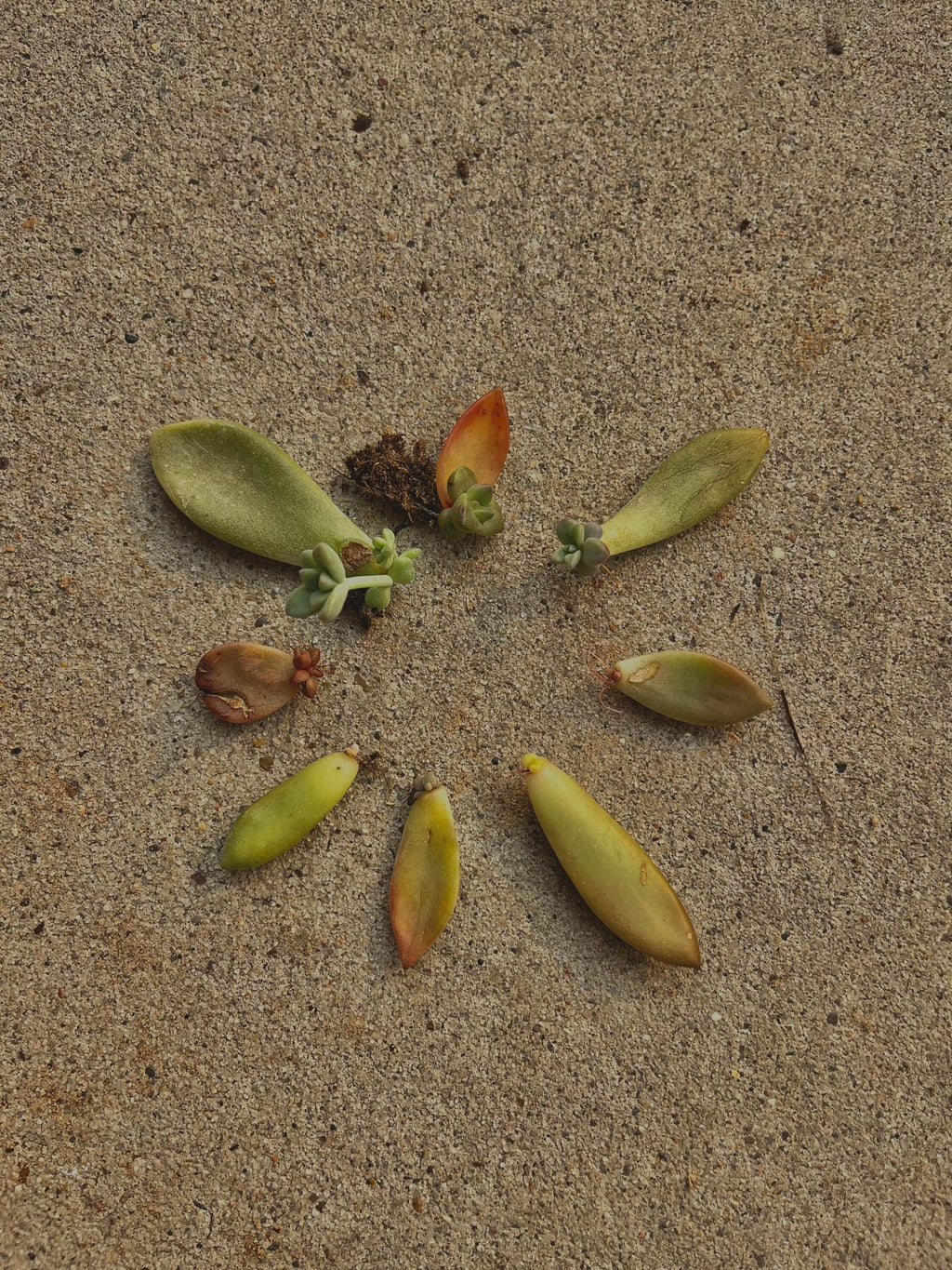 Assorted Succulent Leaf Starter Cuttings