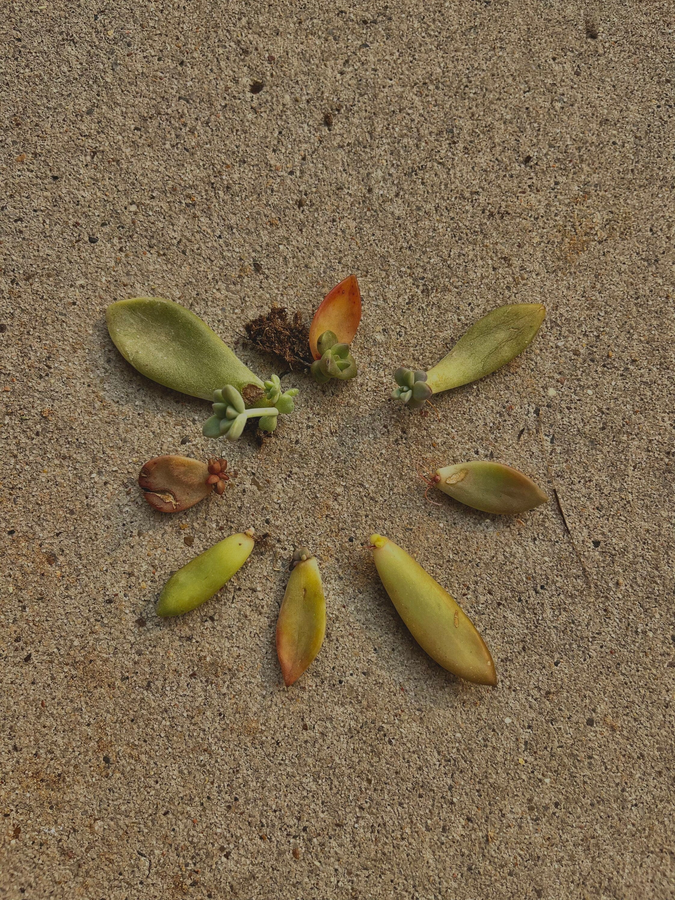 Assorted Succulent Leaf Starter Cuttings