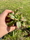 Succulent - Aeonium