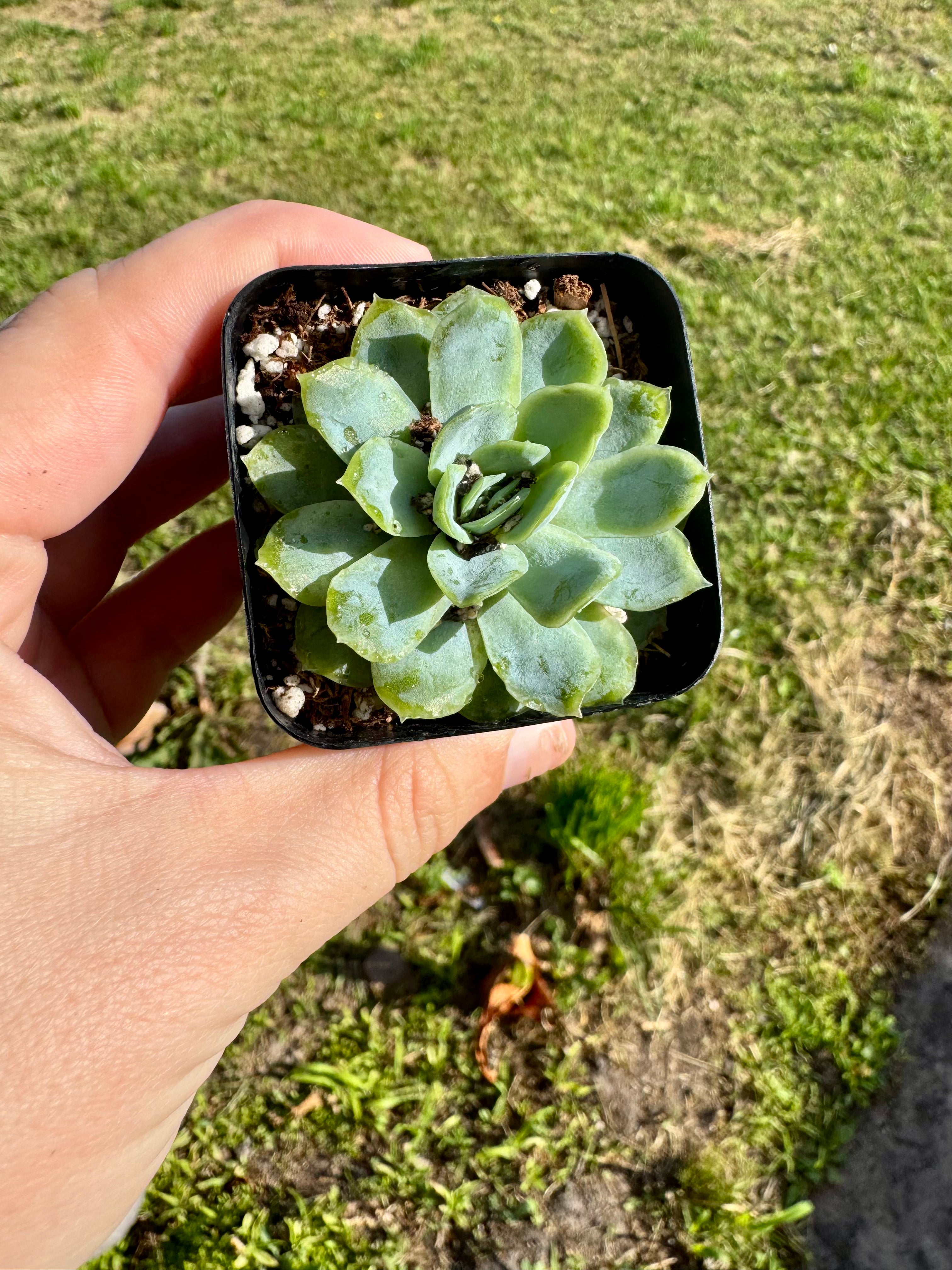 Succulent - Echeveria