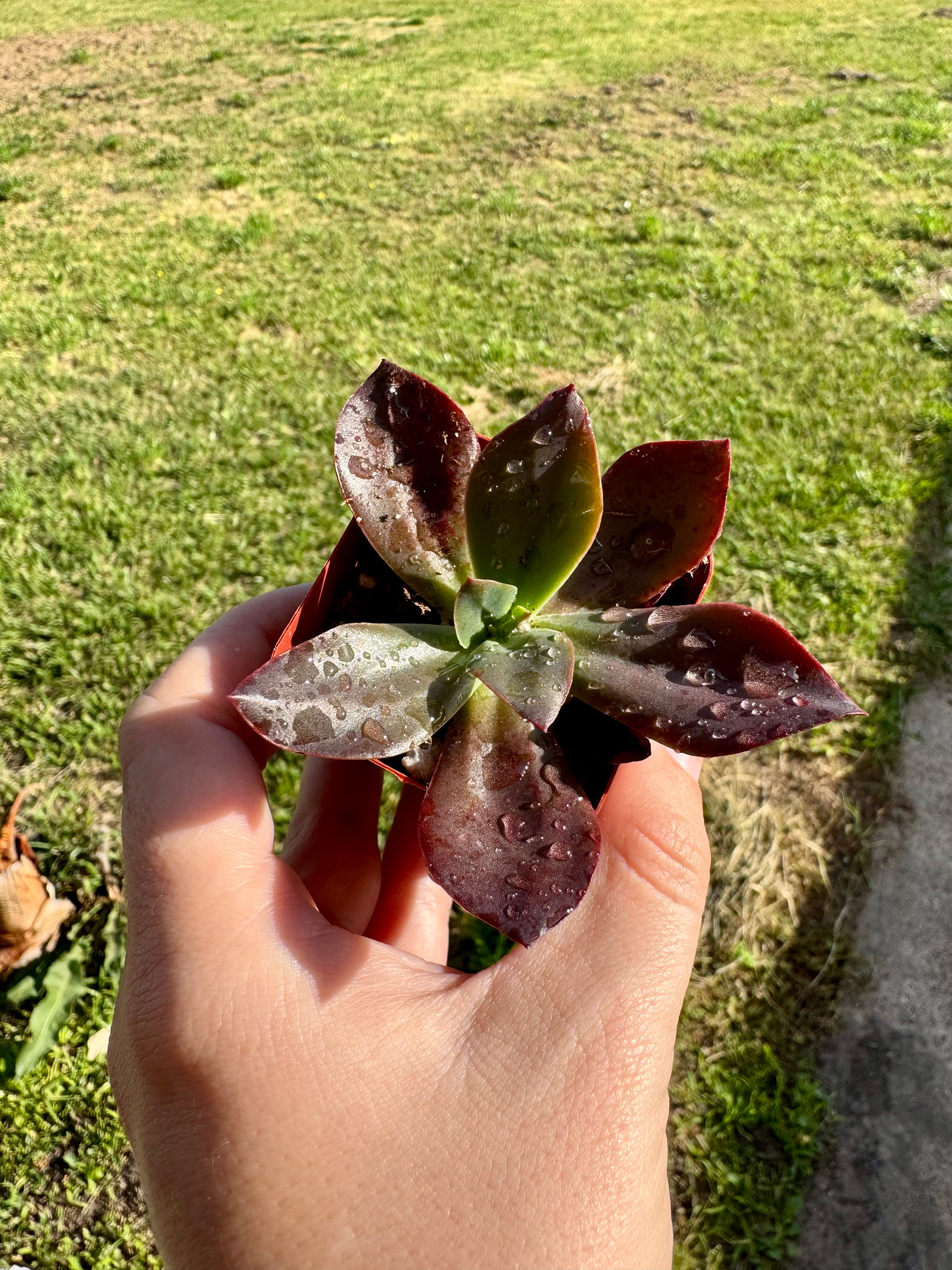 Succulent -Kalanchoe