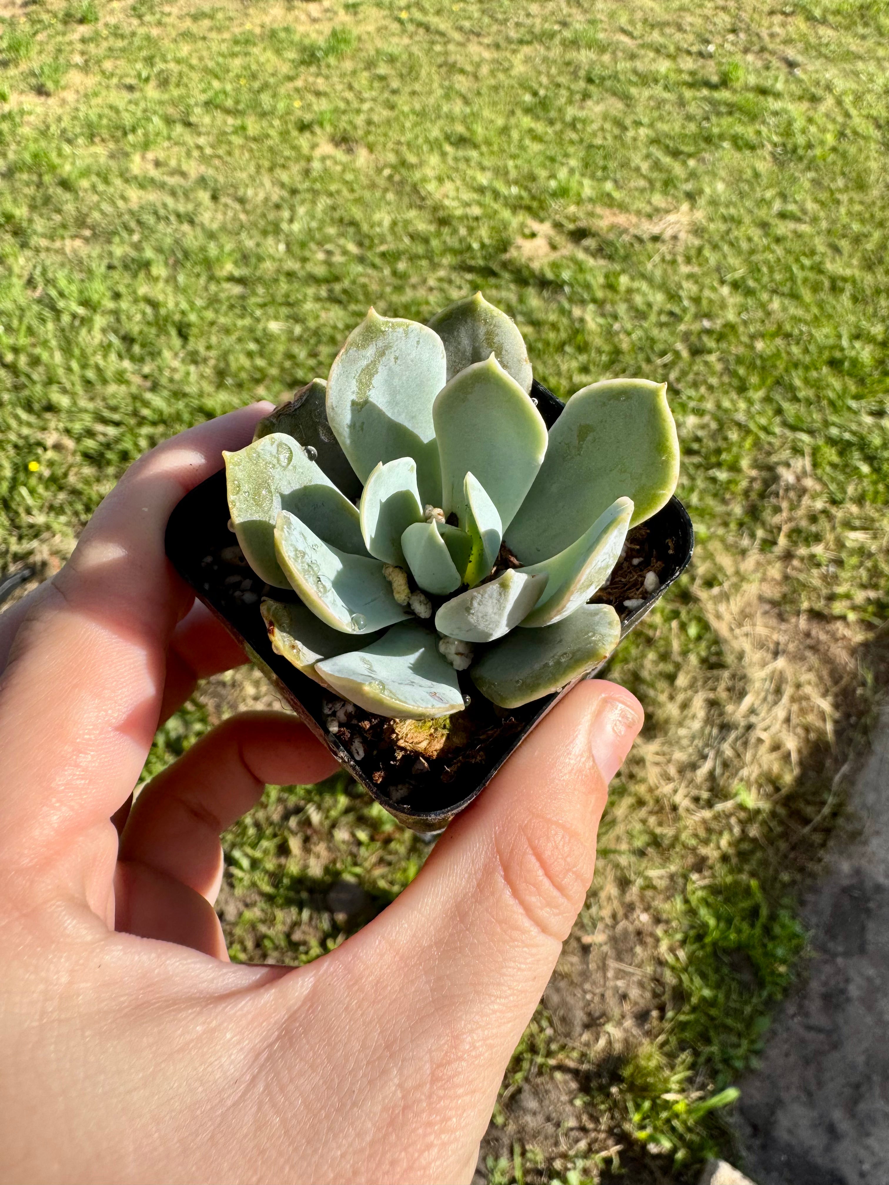 Succulent - Topsy Turvy