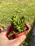 Succulent - Jade Plant