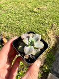 Succulent - Mother of Pearl