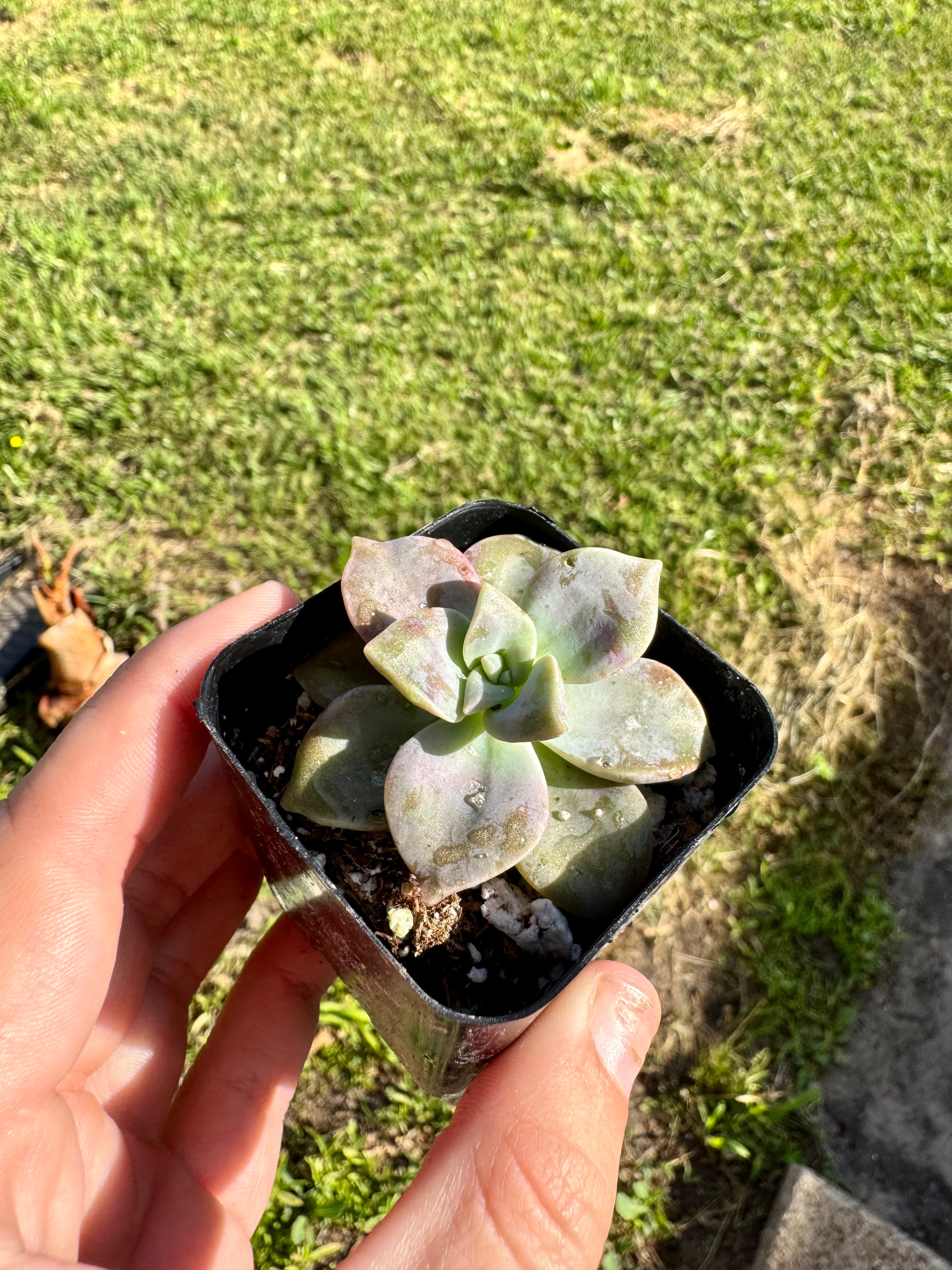 Succulent - Mother of Pearl
