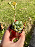 Succulent - Sugaralmond