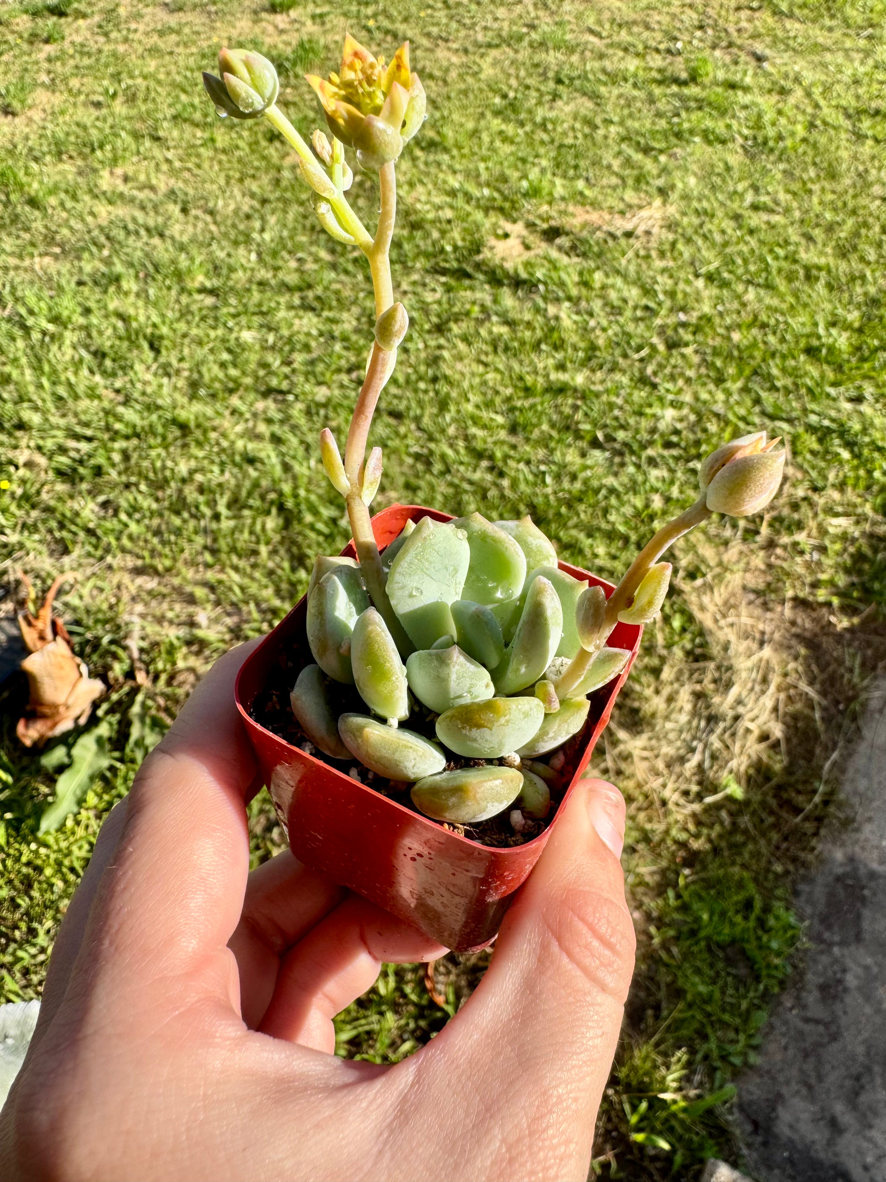 Succulent - Sugaralmond