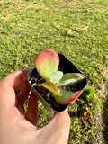 Succulent - Flapjack