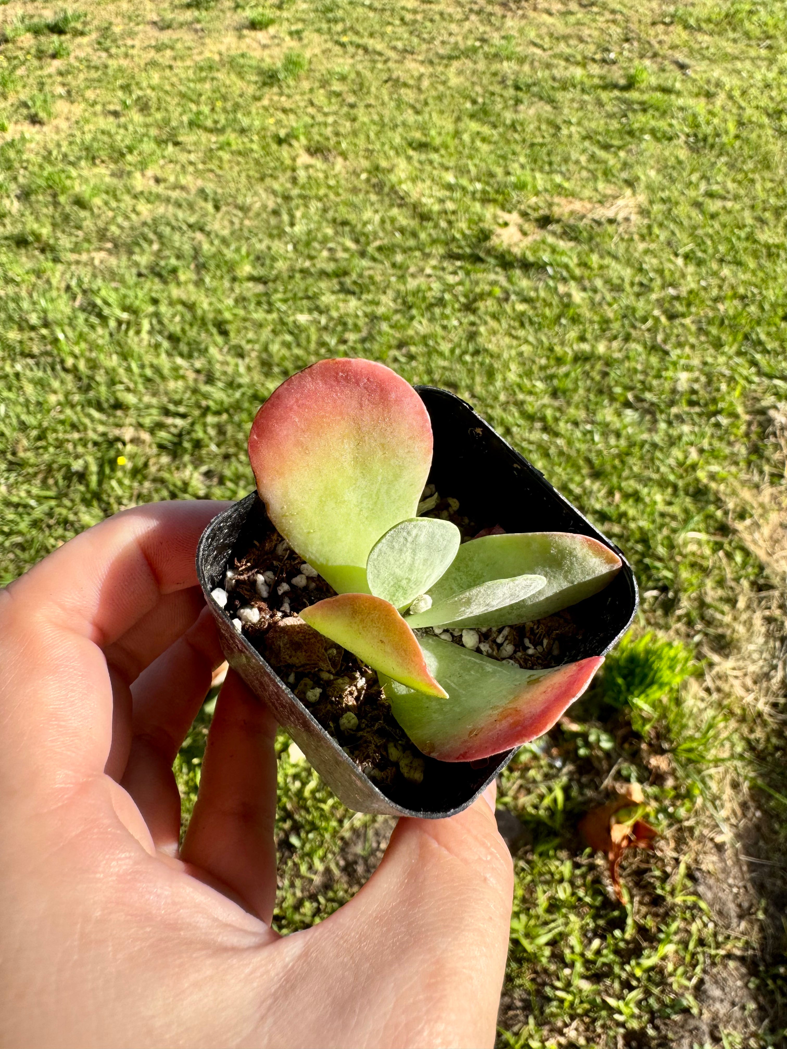 Succulent - Flapjack