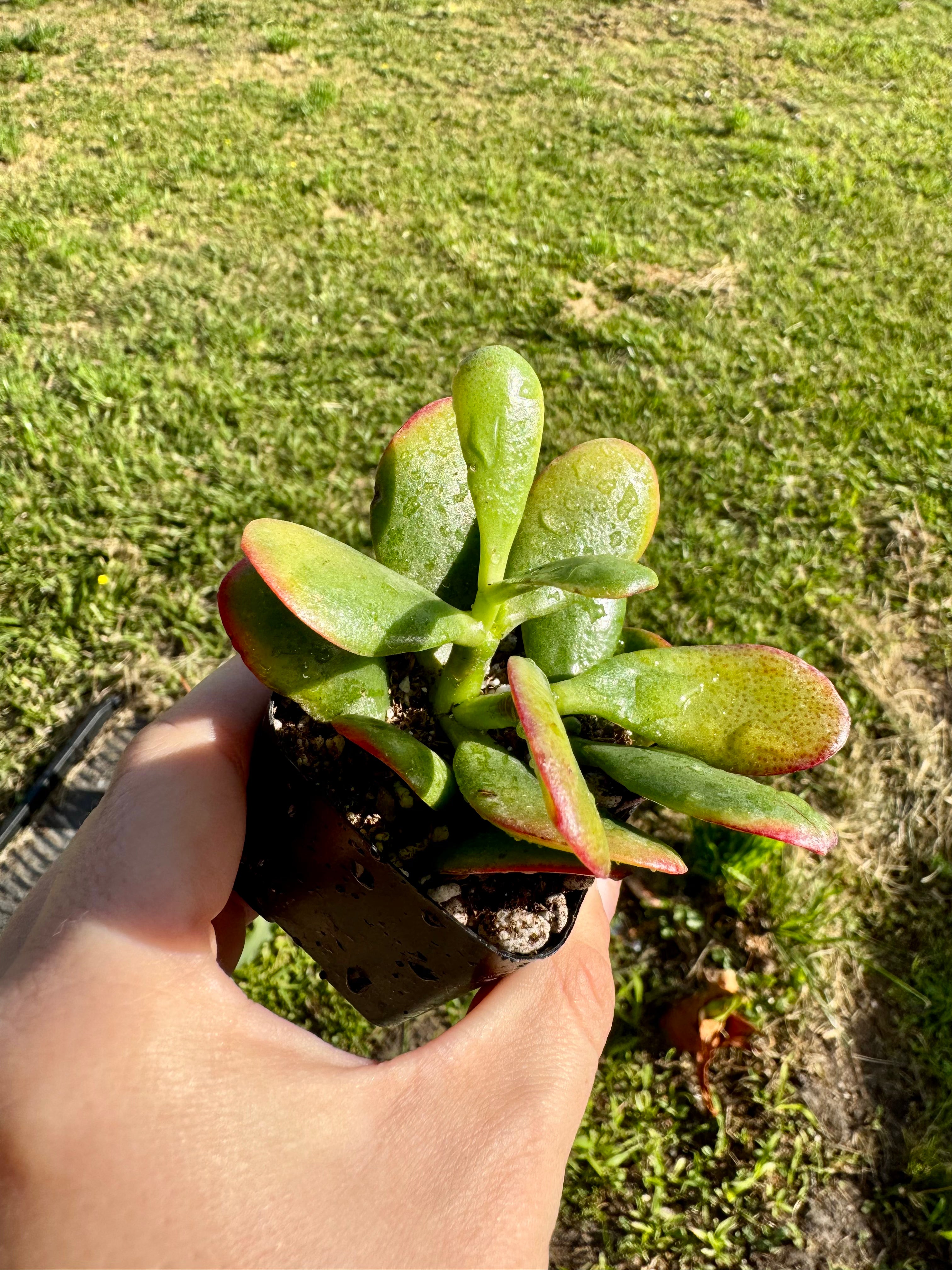 Succulent - Jade Plant