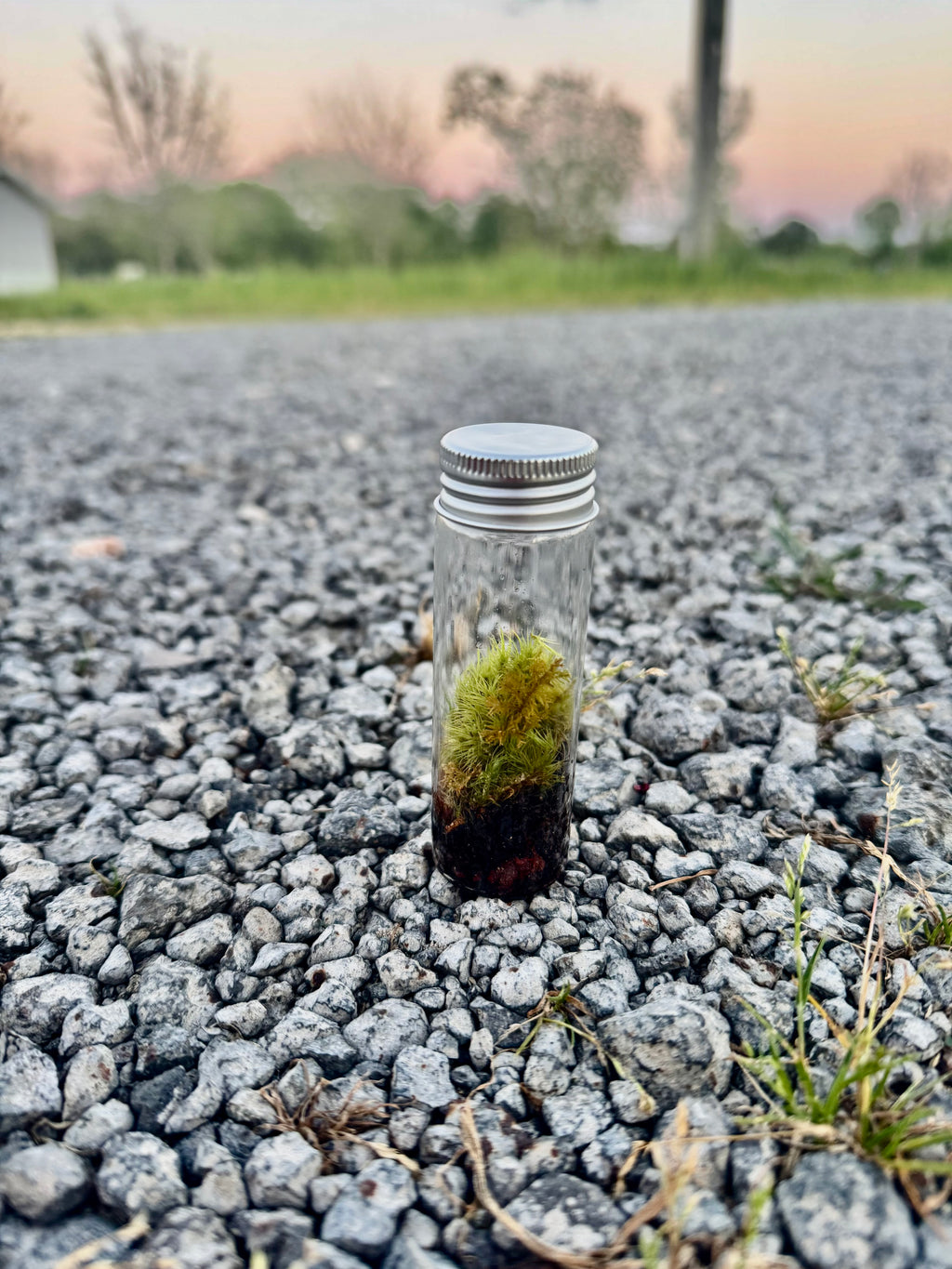 Mini Terrarium