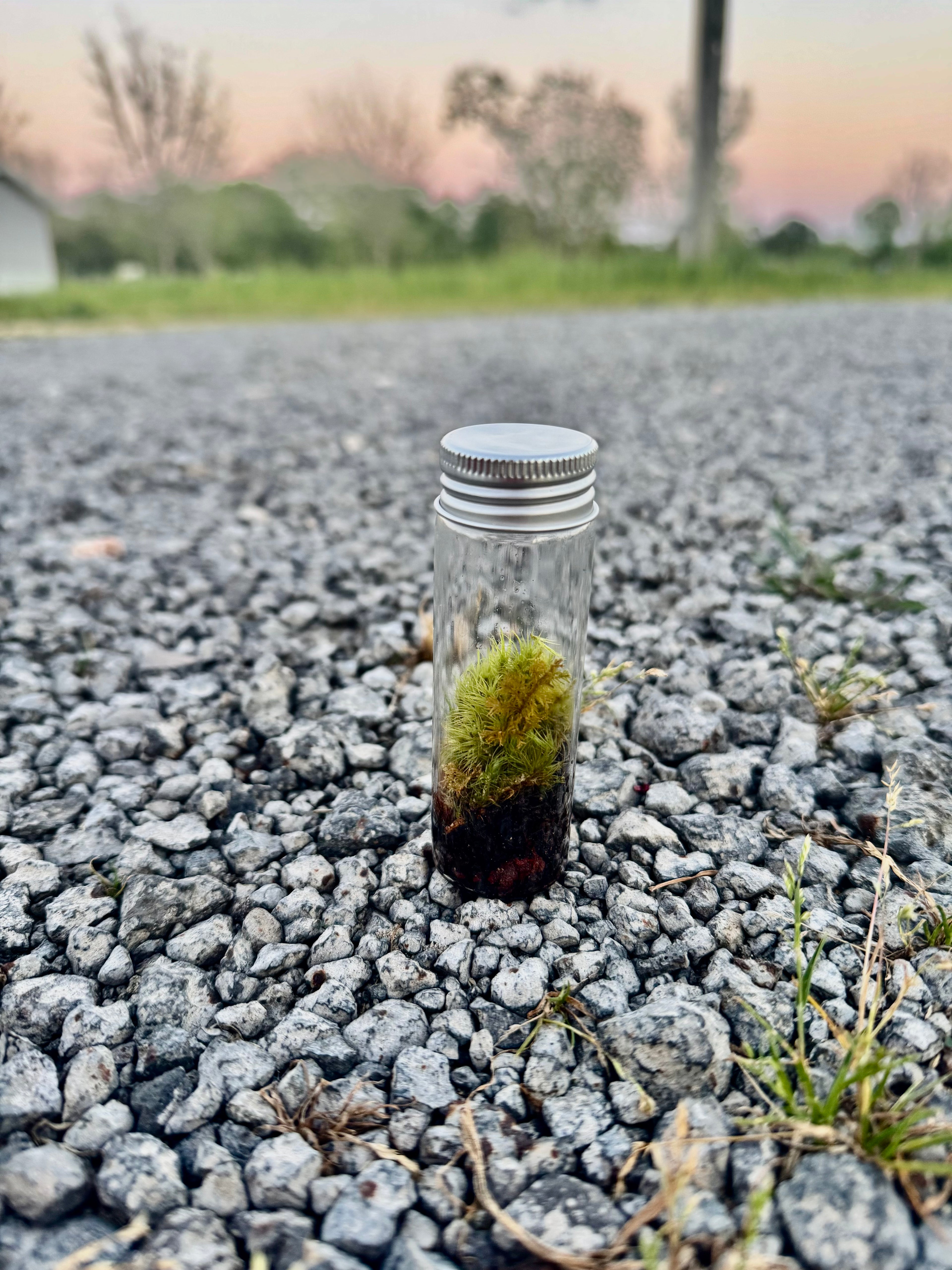 Mini Terrarium