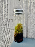 Mini Terrarium