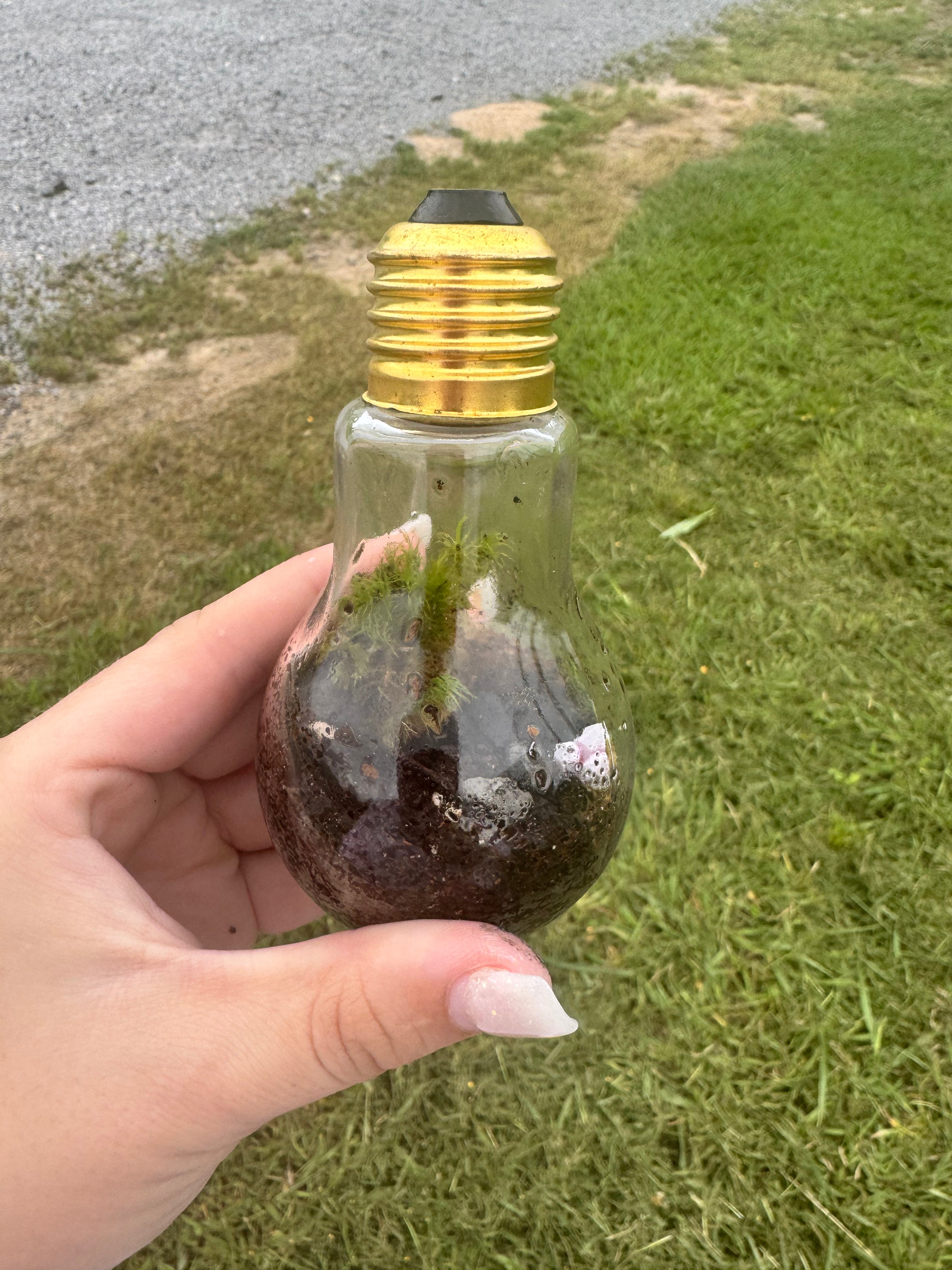 Lightbulb Terrarium