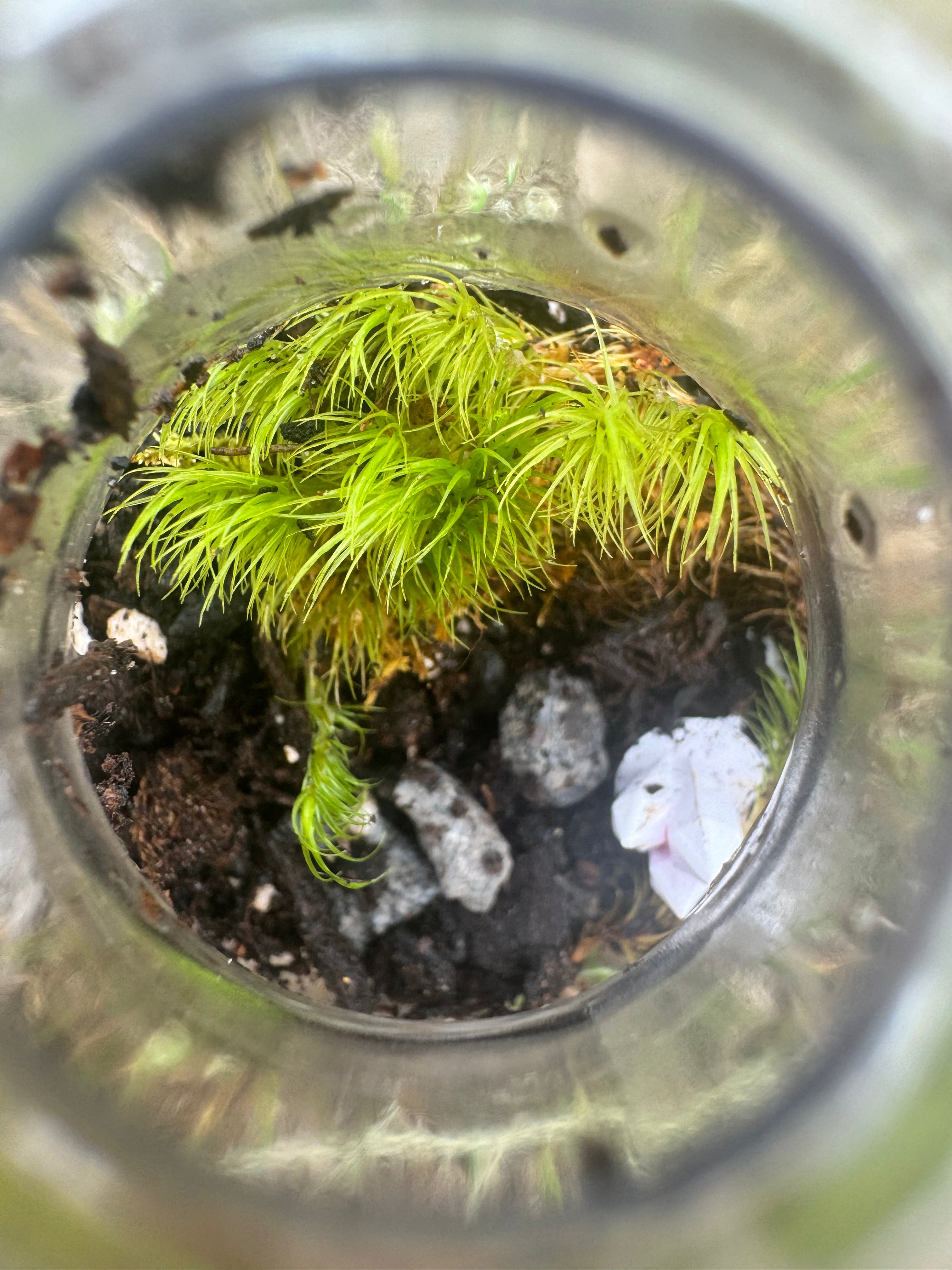 Lightbulb Terrarium