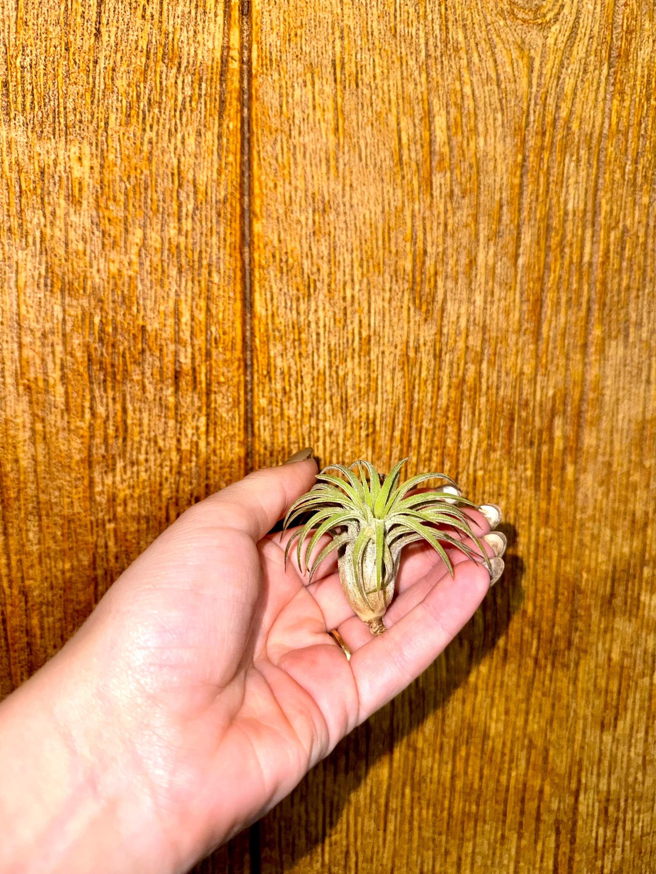 Assorted air plants