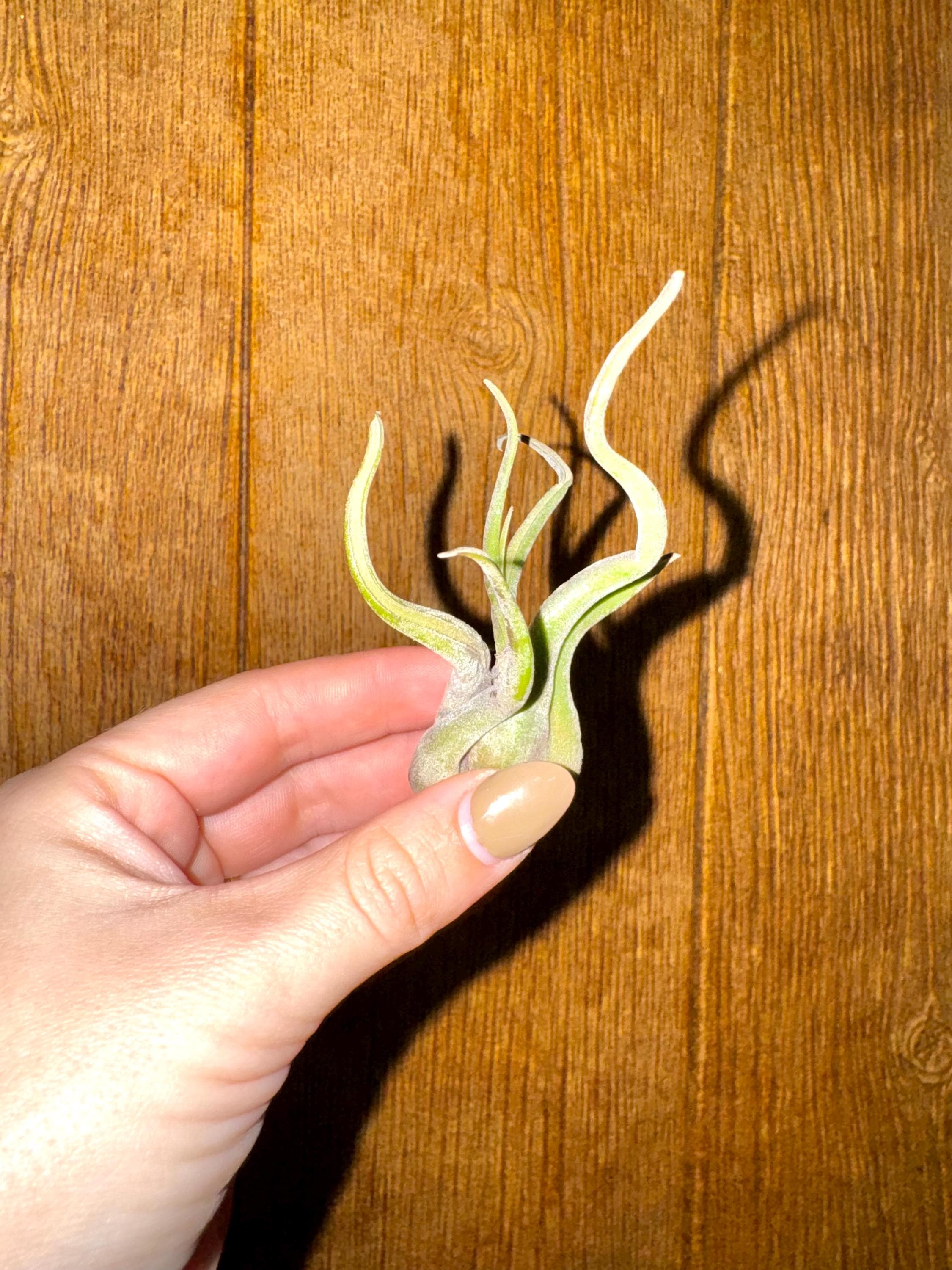 Assorted air plants