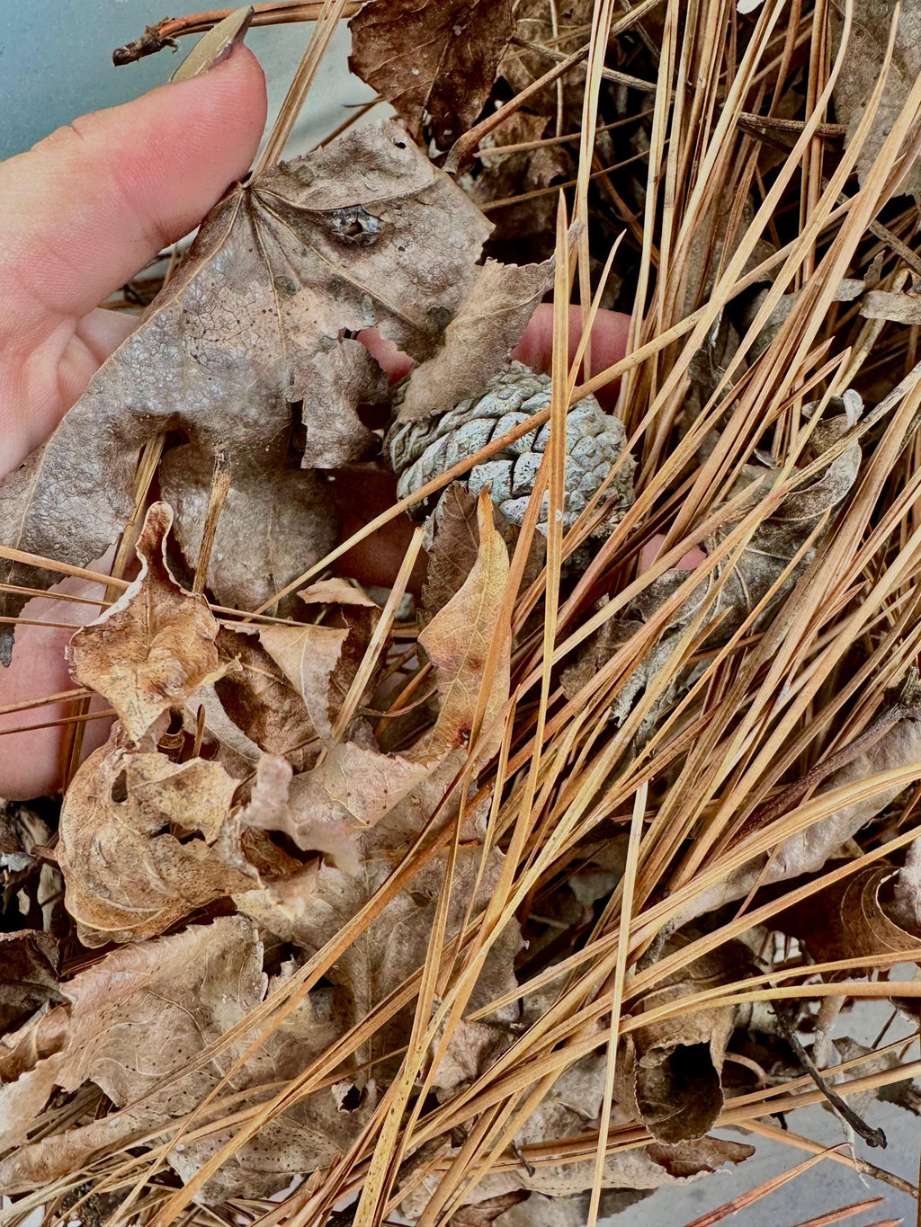 Texas Leaf Litter Mix: Terrarium & Reptile Bedding