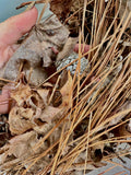 Texas Leaf Litter Mix: Terrarium & Reptile Bedding