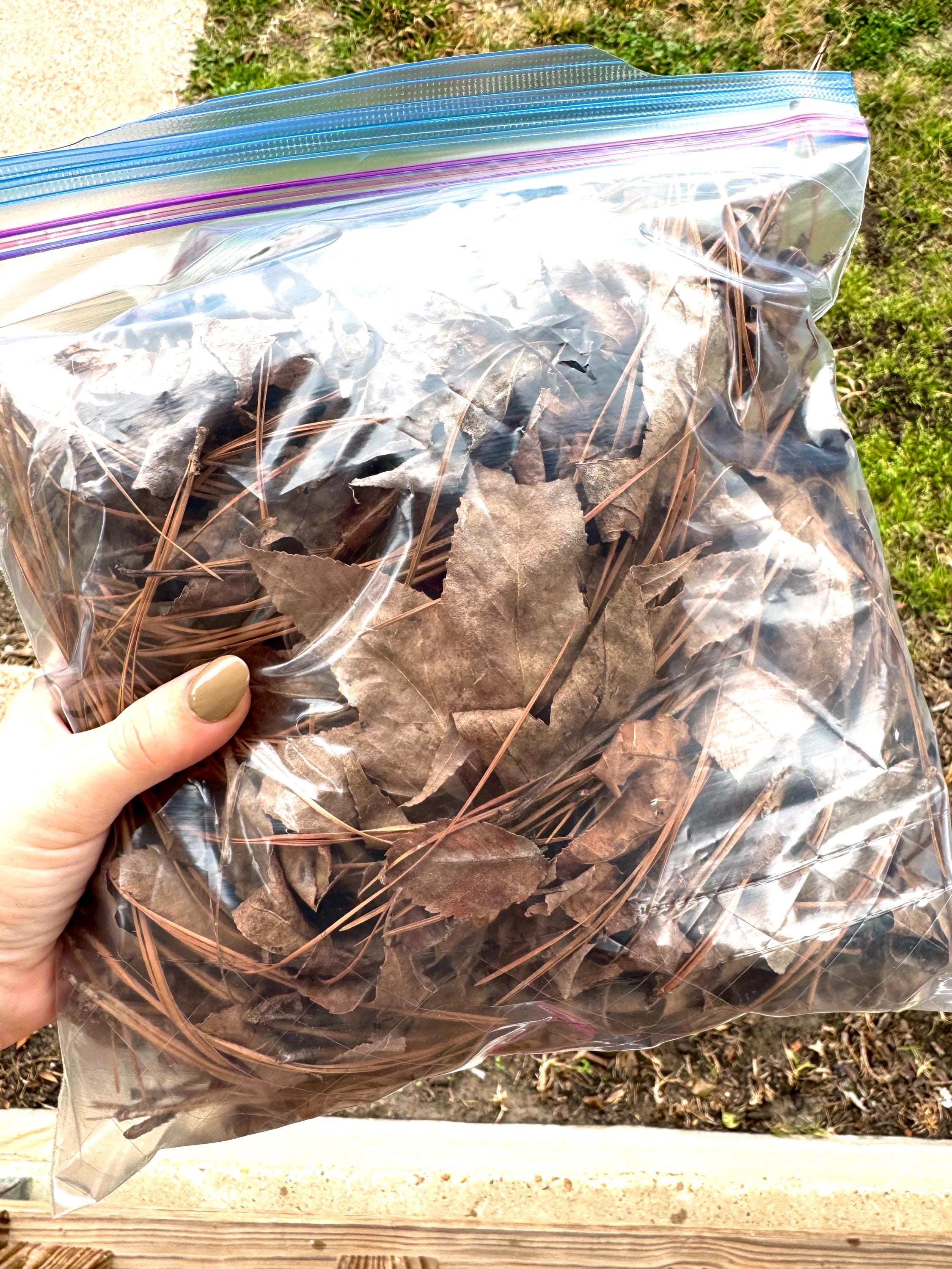 Texas Leaf Litter Mix: Terrarium & Reptile Bedding